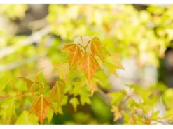 Acer Buergerianum Dreispitz-Ahorn 60–80 cm Dekoratives Laub