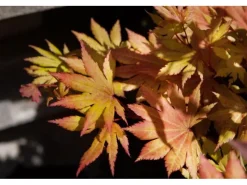 Acer Palmatum Autumn Moon Japanischer Ahorn Gelb-Orange 80–100 cm