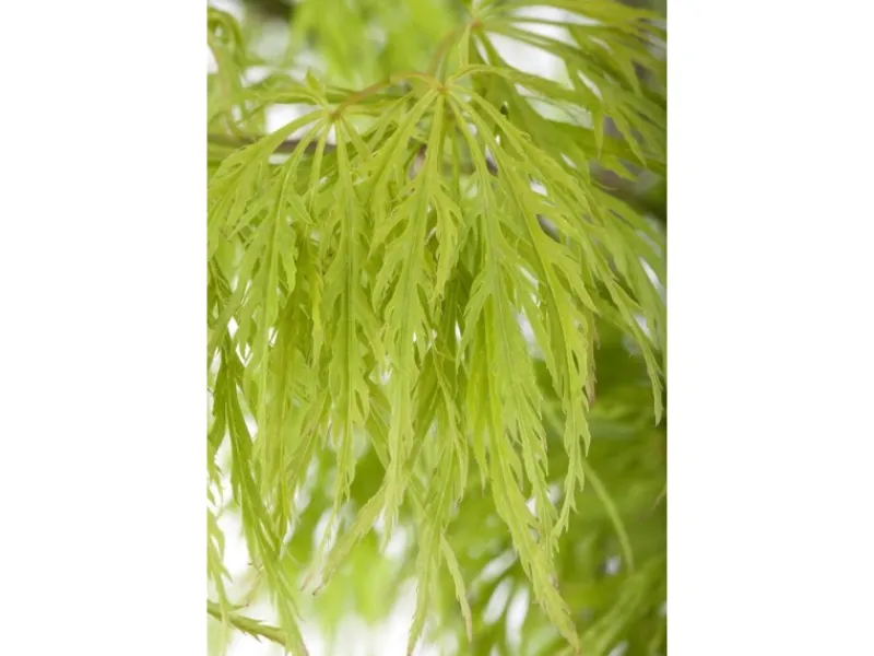 Farbtester^Acer Palmatum Dissectum Japanischer Ahorn Filigran 50–60 cm