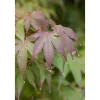 Farbtester^Acer Palmatum Moonfire Japanischer Ahorn Rot 40–60 cm