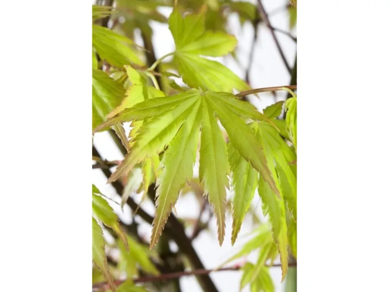 Acer Palmatum Orange Dream Japanischer Ahorn Orange 100–125 cm