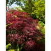 Farbtester^Acer Palmatum Red Pygmy Japanischer Ahorn Rot 125–150 cm