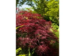 Farbtester^Acer Palmatum Red Pygmy Japanischer Ahorn Rot 125–150 cm