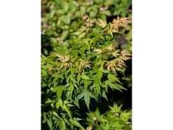 Acer Palmatum Seiun Kaku Japanischer Ahorn 60–80 cm
