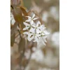 Farbtester^Amelanchier Ballerina Felsenbirne Weiß 60–100 cm
