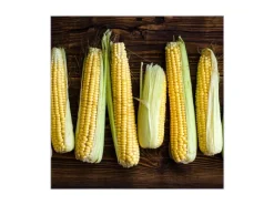 Banjado Schweberegale^Großer Schlüsselkasten Glas 30x30cm Schwarz Scharnier Rechts 50 Haken Beschreibbar Magnetisch Motiv Maiskolben