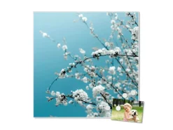 Banjado Pinnwände^Magnettafel 50x50cm Magnetwand Weiß Aus Metall Magnetpinnwand Pinnwand Inkl. 4 Magnete Motiv Weiße Kirschblüten