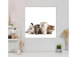 Banjado Magnettafel 50x50cm Magnetwand Weiß Aus Metall Magnetpinnwand Pinnwand Inkl. 4 Magnete Motiv Kaetzchen