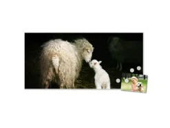 Banjado Magnettafel 78x37cm Magnetwand Weiß Aus Metall Magnetpinnwand Pinnwand Inkl. 4 Magnete Motiv Schaf Und Lamm
