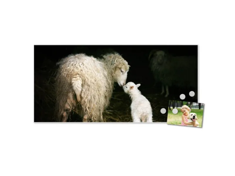 Banjado Magnettafel 78x37cm Magnetwand Weiß Aus Metall Magnetpinnwand Pinnwand Inkl. 4 Magnete Motiv Schaf Und Lamm