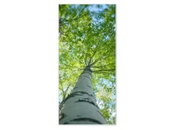 Banjado Wanddekoration|Pinnwände^Magnettafel 37x78cm Magnetwand Weiß Aus Metall Magnetpinnwand Pinnwand Inkl. 4 Magnete Motiv Zwischen Bäumen 5