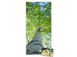 Banjado Wanddekoration|Pinnwände^Magnettafel 37x78cm Magnetwand Weiß Aus Metall Magnetpinnwand Pinnwand Inkl. 4 Magnete Motiv Zwischen Bäumen 5