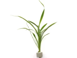 Dennerle Plants Bichetii-Grünlilie Höhe ca. 15-40 cm Topf-Ø ca. 3,4 cm Chlorophytum laxum