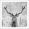 Pro Art Bilder^Bild mit Rahmen Anonymus Grey Deer Dead II 52,5 cm x 52,5 cm