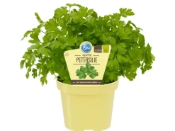Blu Bio-Petersilie Glatt Topf-Ø ca. 12 cm Petroselinum
