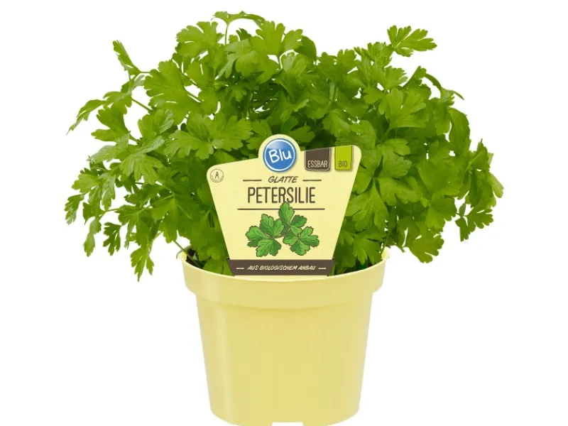 Blu Bio-Petersilie Glatt Topf-Ø ca. 12 cm Petroselinum