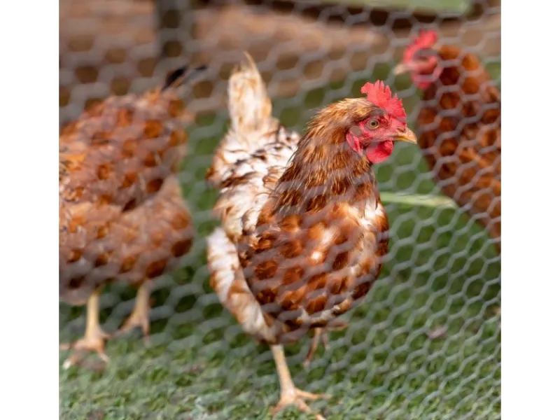 CCLIFE Hühnerzaun Geflügelnetz 45mm Maschenweite 100cm Höhe 15m Länge PVC-Beschichtet