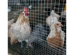 CCLIFE Kleintierbedarf^Hühnerzaun Geflügelnetz 6.3mm Maschenweite 100cm Höhe 2m Länge Verzinkt