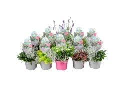 Weitere Regale^Colour your Garden Mix Duo Topf-Ø ca. 13 cm