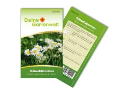 Deine Gartenwelt Vasen^Gänseblümchen Einfach Weiß Samen