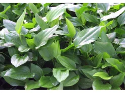 Dennerle Plants Aquariumpflanze Echinodorus Argentinensis XML Pflanze