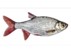 ESTAhome Wandtattoos^Wandtattoo Fisch Grau und Rot 97 x 48,5 cm 159039