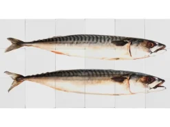 ESTAhome Wandtattoos^Wandtattoo Fische Grau 97 x 48,5 cm 159030