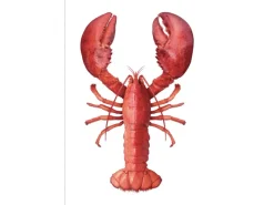 ESTAhome Wandtattoo Hummer Rot 70 x 46,5 cm 159045