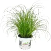 Exotenherz Katzengras Cyperus Alternifolius zur Verdauungsunterstützung von Katzen