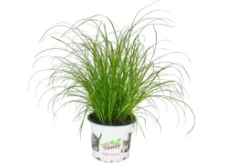 Exotenherz Katzengras Cyperus Alternifolius zur Verdauungsunterstützung von Katzen
