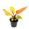Weitere Regale^Exotenherz Philodendron Prince Of Orange Orangener Baumfreund 12cm Topf