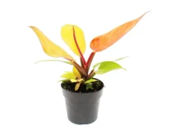 Weitere Regale^Exotenherz Philodendron Prince Of Orange Orangener Baumfreund 12cm Topf