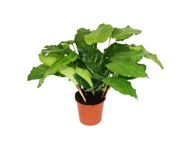 Mosaik^Exotenherz Schattenpflanze mit Ausgefallenem Blattmuster Calathea Musaica Network 14cm Topf ca. 40cm Hoch