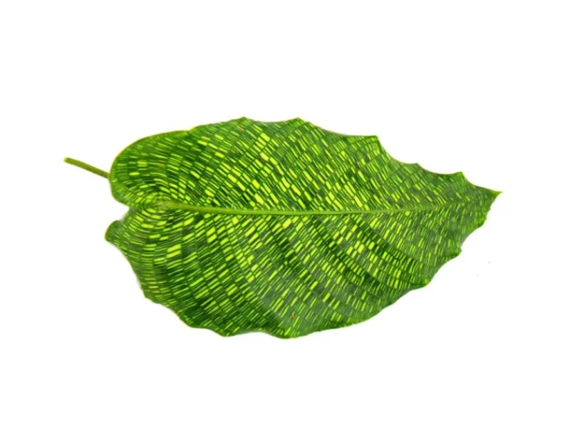 Mosaik^Exotenherz Schattenpflanze mit Ausgefallenem Blattmuster Calathea Musaica Network 14cm Topf ca. 40cm Hoch