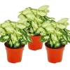 Exotenherz Syngonium Pixie 3er Set Purpurtute