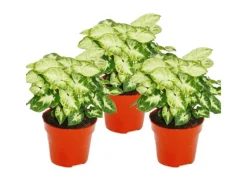 Exotenherz Syngonium Pixie 3er Set Purpurtute