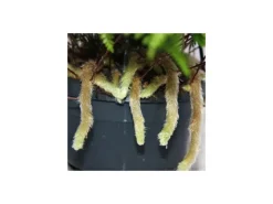 Exotenherz Tarantel Farn Vogelspinnenfarn Spinnenfarn Humata Tyermannii Zimmerpflanze 14cm Ampeltopf zum Hängen