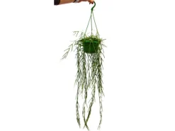 Exotenherz Zimmerpflanze zum Hängen Hoya Linearis Wachsblume 12cm Ampel