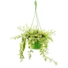 Exotenherz Zimmerpflanze zum Hängen Aeschynanthus Bicolor Panaschierte Schamblume 14cm Ampel