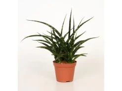 Fernwood Mikado Topf-Ø ca. 10 cm (Sanseveria cylindrica)