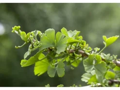 Farbtester^Ginkgo Biloba Troll Fächerblattbaum Kompakt 120 cm Stammhöhe