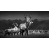 Pro Art Bilder^Glasbild Herd of Deer 125 cm x 50 cm