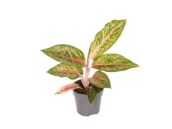 GROW by OBI Kolbenfaden in Sorten Grün-Rot Höhe 30-35 cm Topf Ø 12 cm Aglaonema