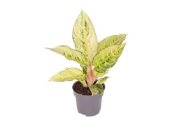 GROW by OBI Kolbenfaden in Sorten Grün-Rot Höhe 30-35 cm Topf Ø 12 cm Aglaonema