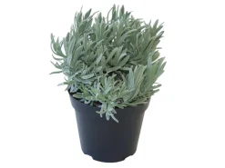 GROW by OBI Kräutermischung 