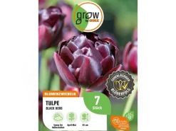 GROW by OBI Tulpe Black Hero Lila 7 Stück Tulipa double late Black Hero