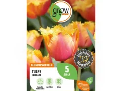 GROW by OBI Vasen^Tulpe Lambada Orange 5 Stück Tulipa fringed Lambada