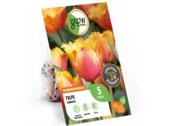 GROW by OBI Vasen^Tulpe Lambada Orange 5 Stück Tulipa fringed Lambada