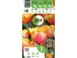 GROW by OBI Vasen^Tulpe Lambada Orange 5 Stück Tulipa fringed Lambada