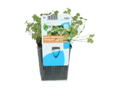 GROW by OBI Terraristik^Wassernabel Bunt Topf-Ø ca. 11 cm